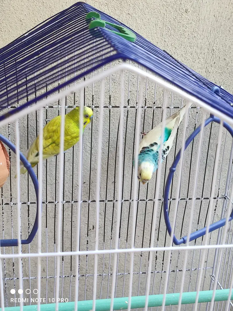 Australian parrot — photo 2