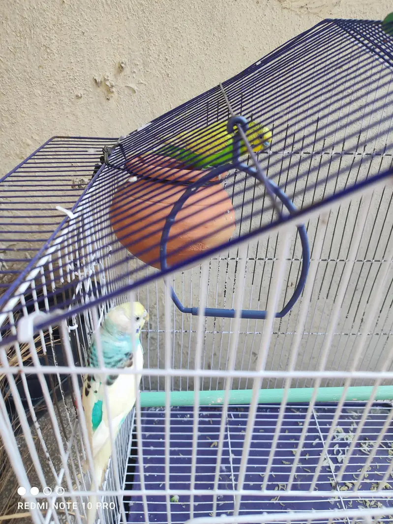 Australian parrot — photo 4