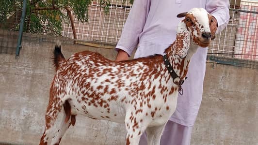 Makkha chenni 50 kg live w8
