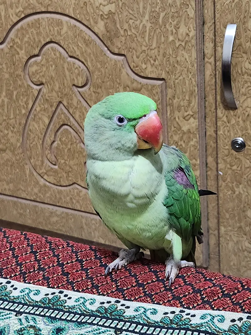 parrot