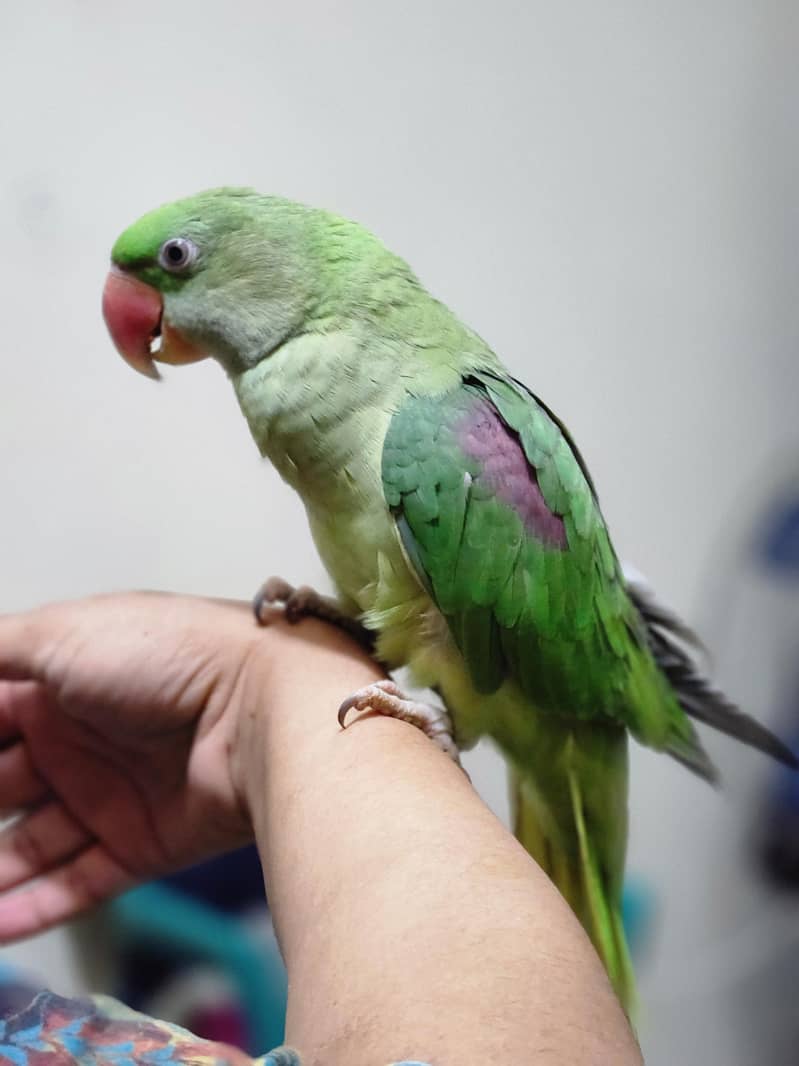 parrot 1