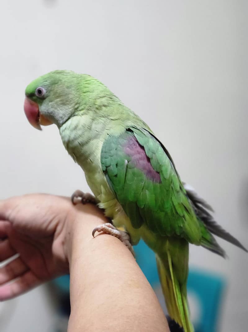 parrot 2
