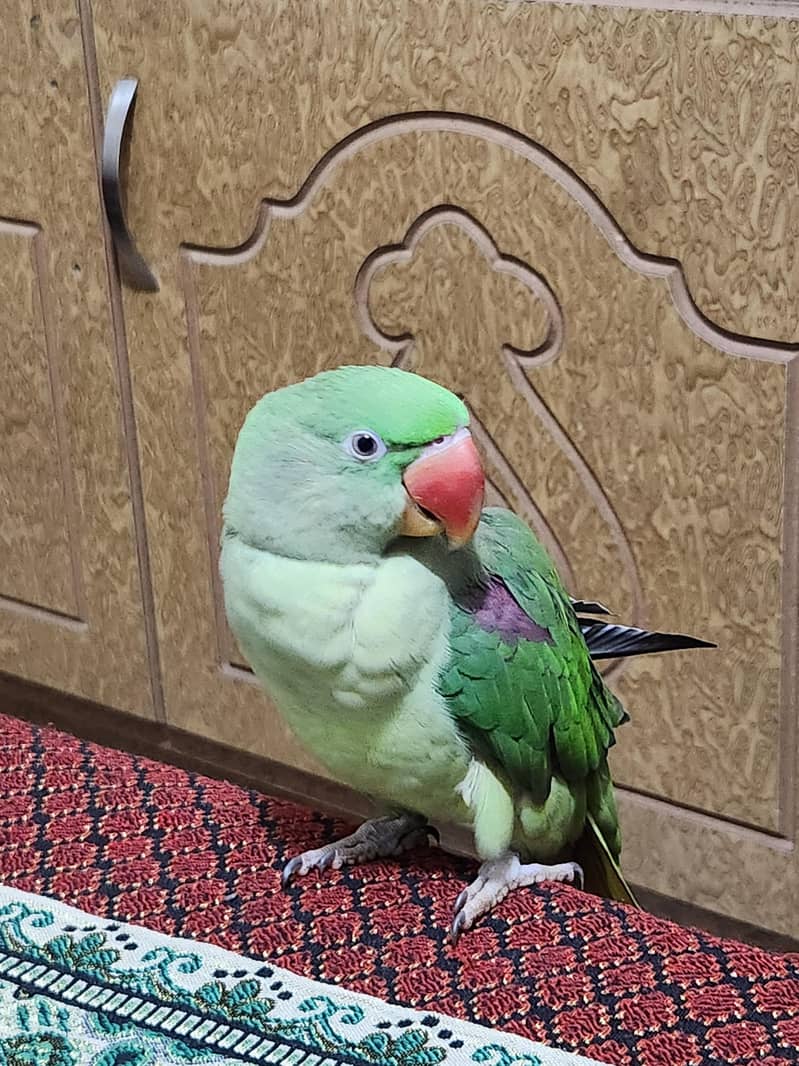 parrot 3