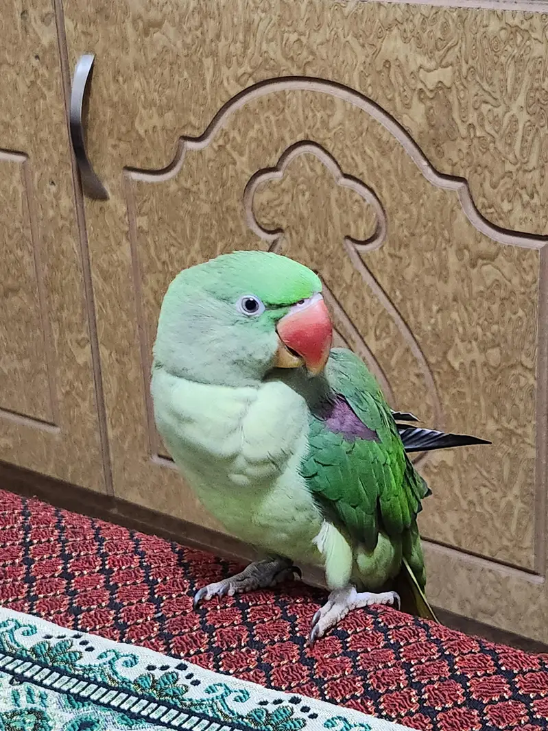 parrot — photo 4