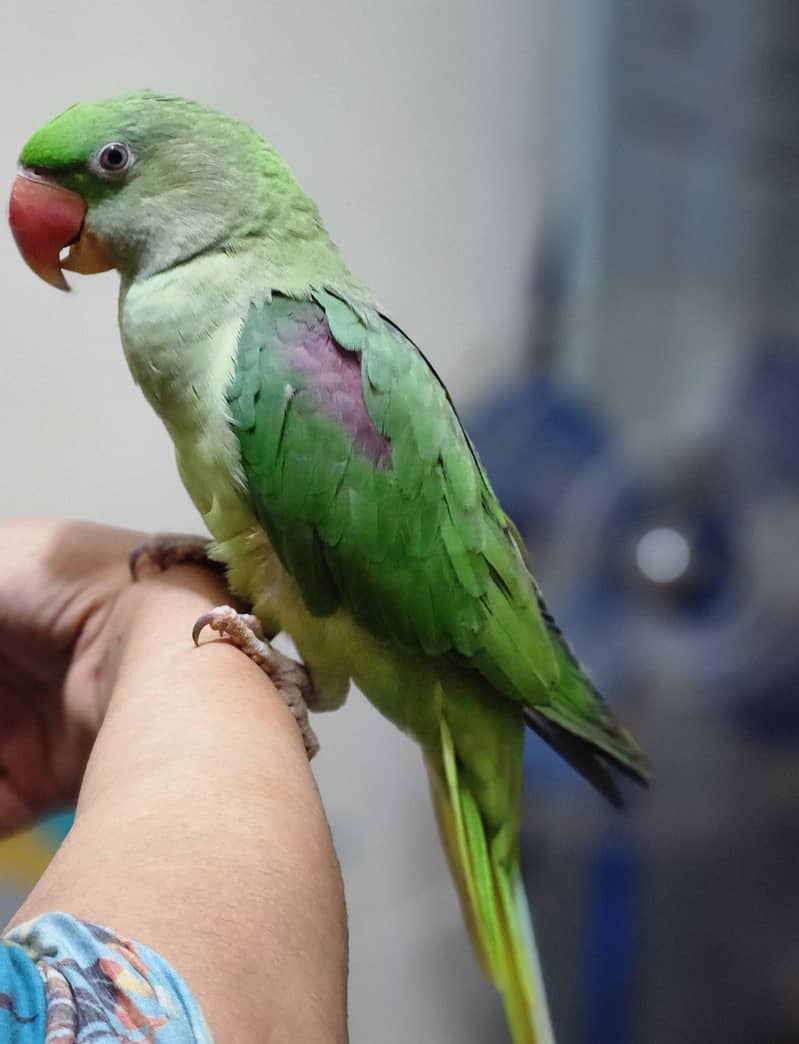 parrot 4