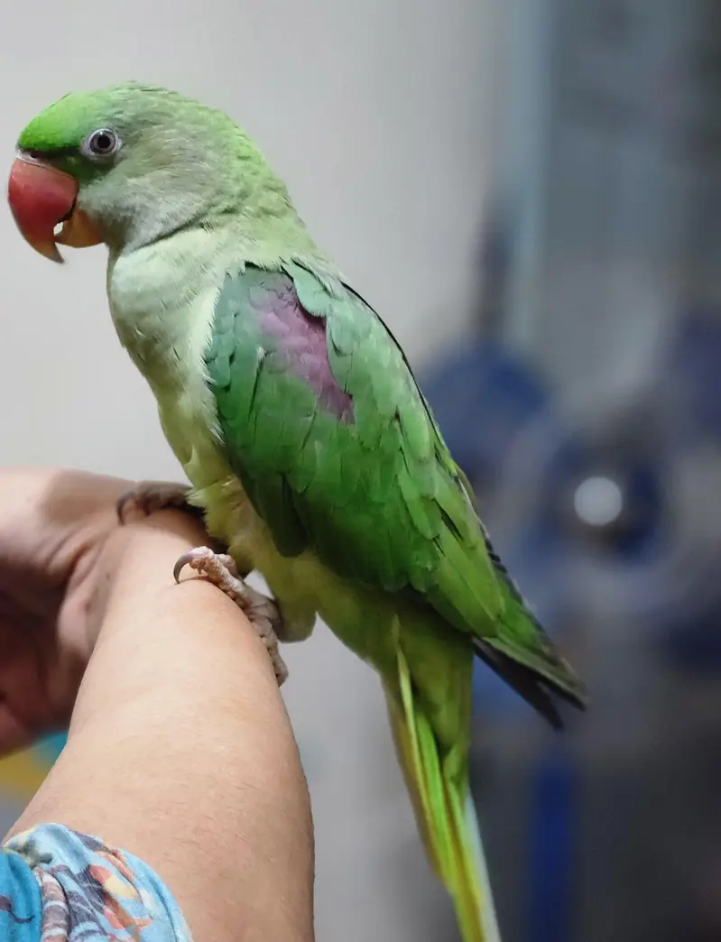 parrot — photo 5