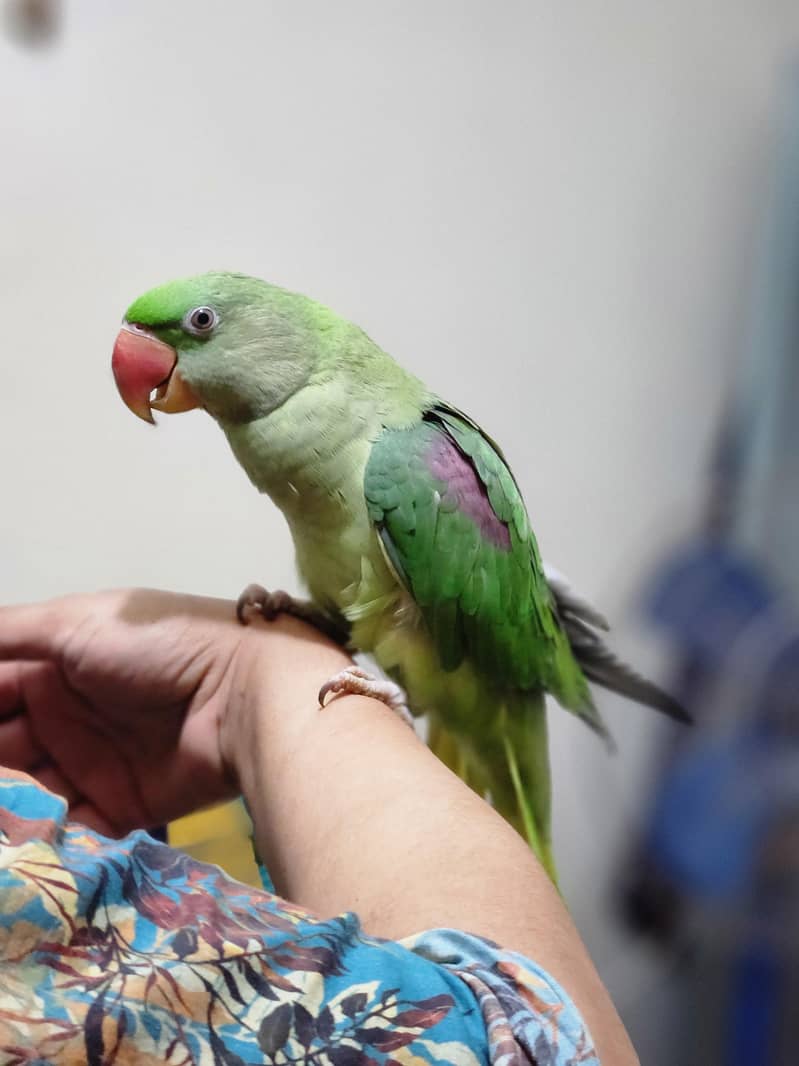 parrot 5