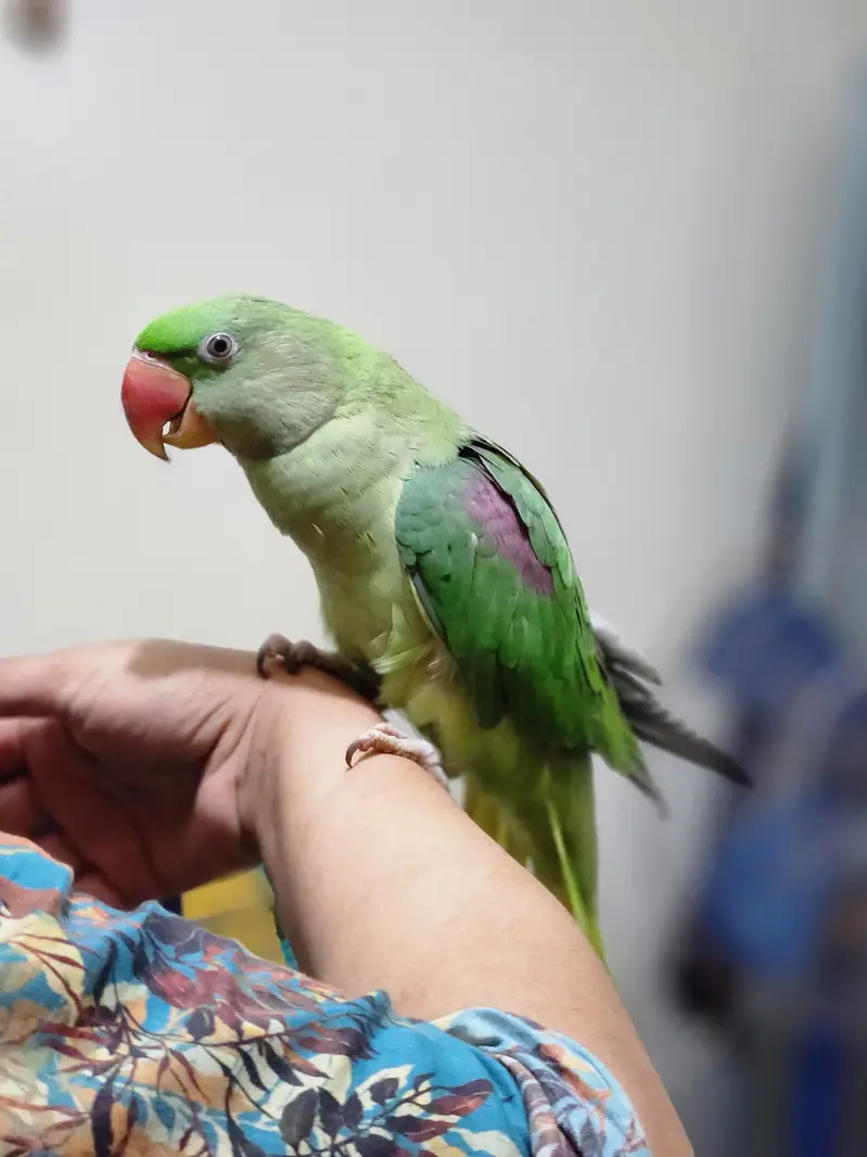 parrot — photo 6