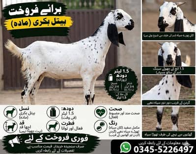 Bakri For Sale Rajanpuri Beetal