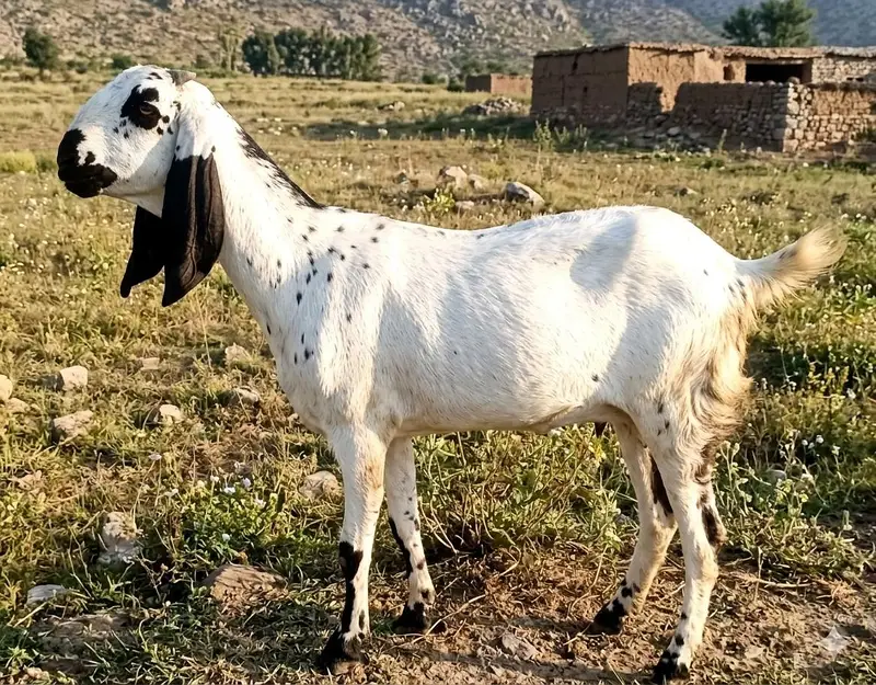 Bakri For Sale Rajanpuri Beetal — photo 2
