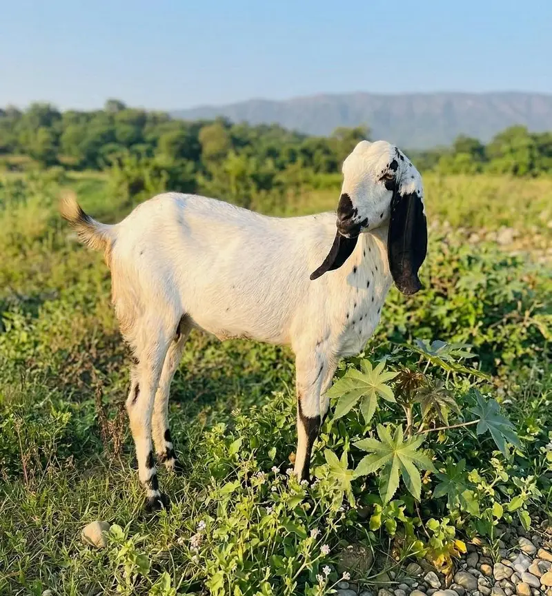 Bakri For Sale Rajanpuri Beetal — photo 3