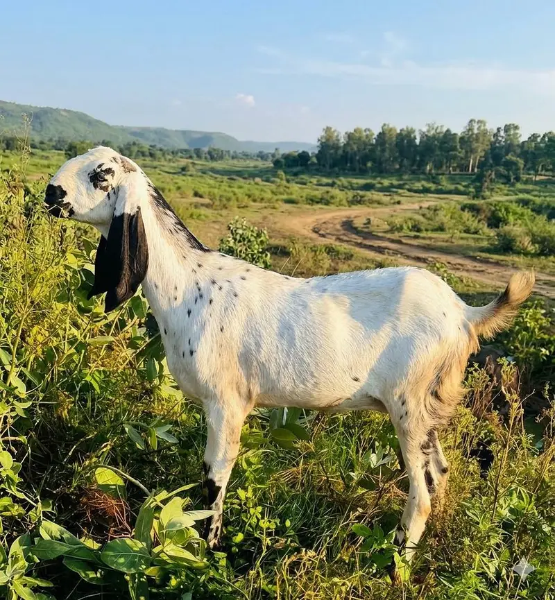 Bakri For Sale Rajanpuri Beetal — photo 4