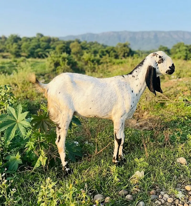 Bakri For Sale Rajanpuri Beetal — photo 5