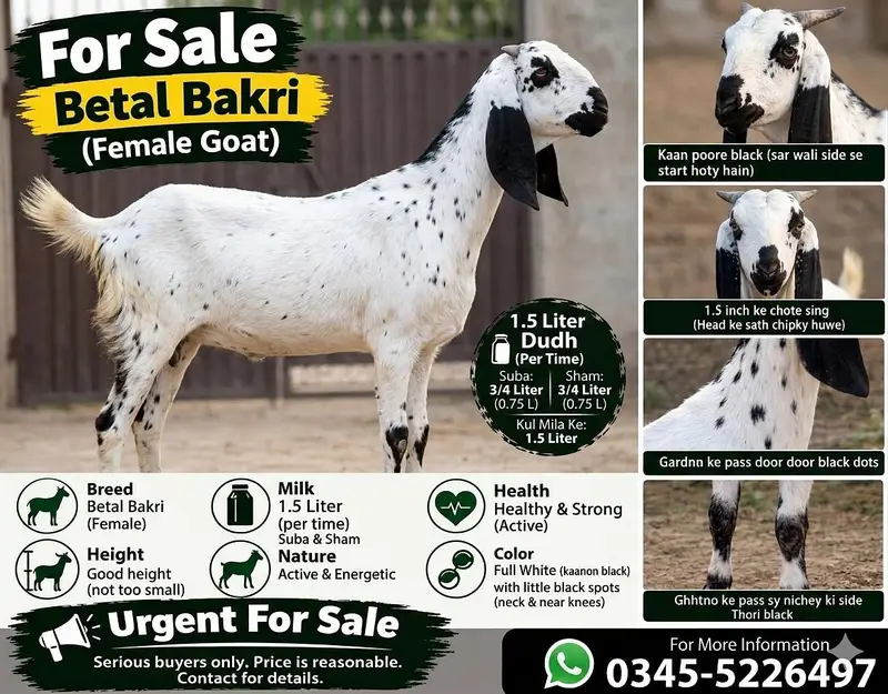 Bakri For Sale Rajanpuri Beetal — photo 7