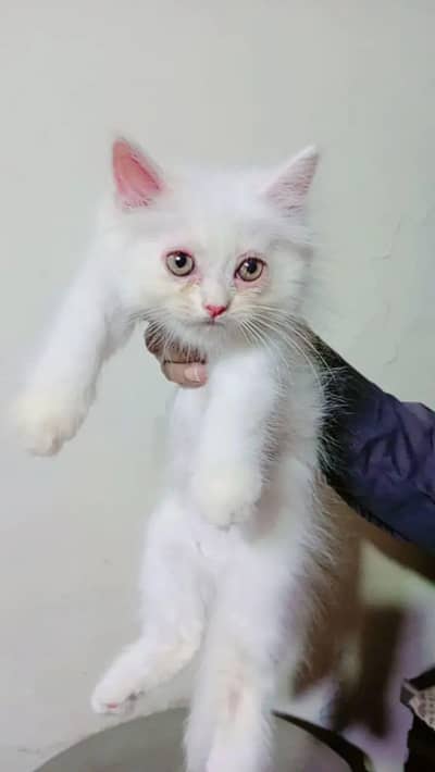 Persian kittens