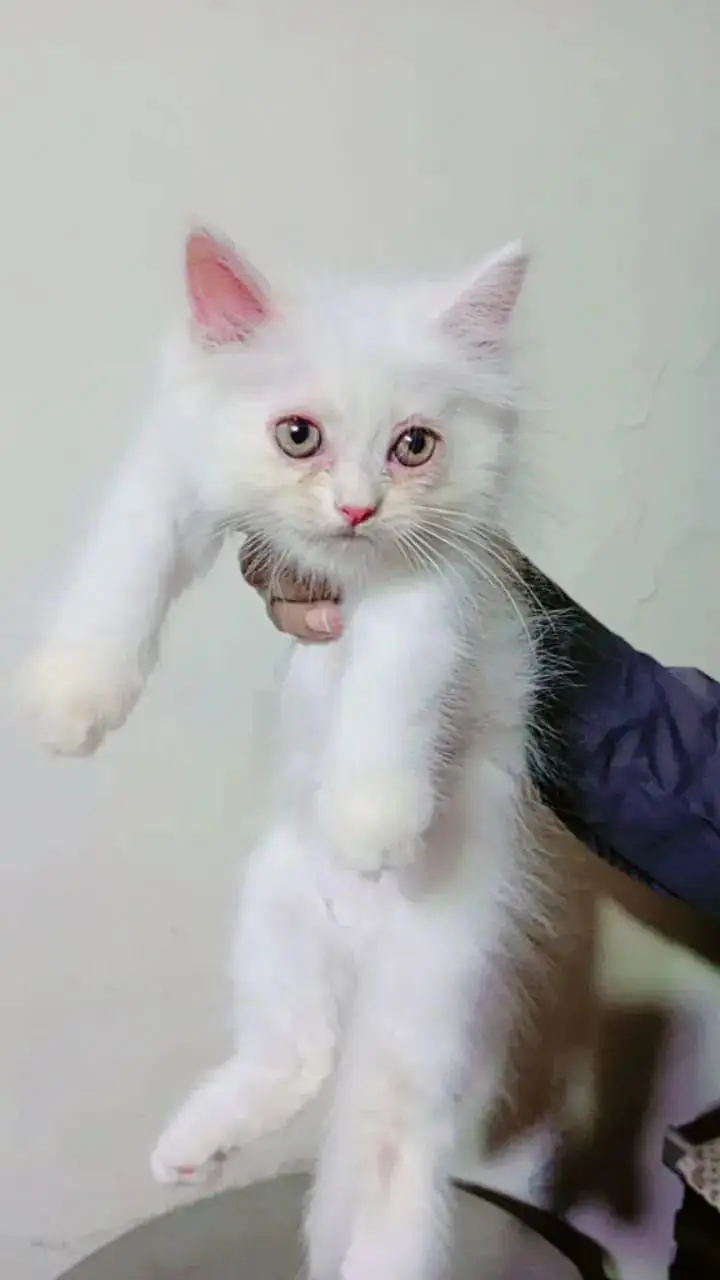 Persian kittens