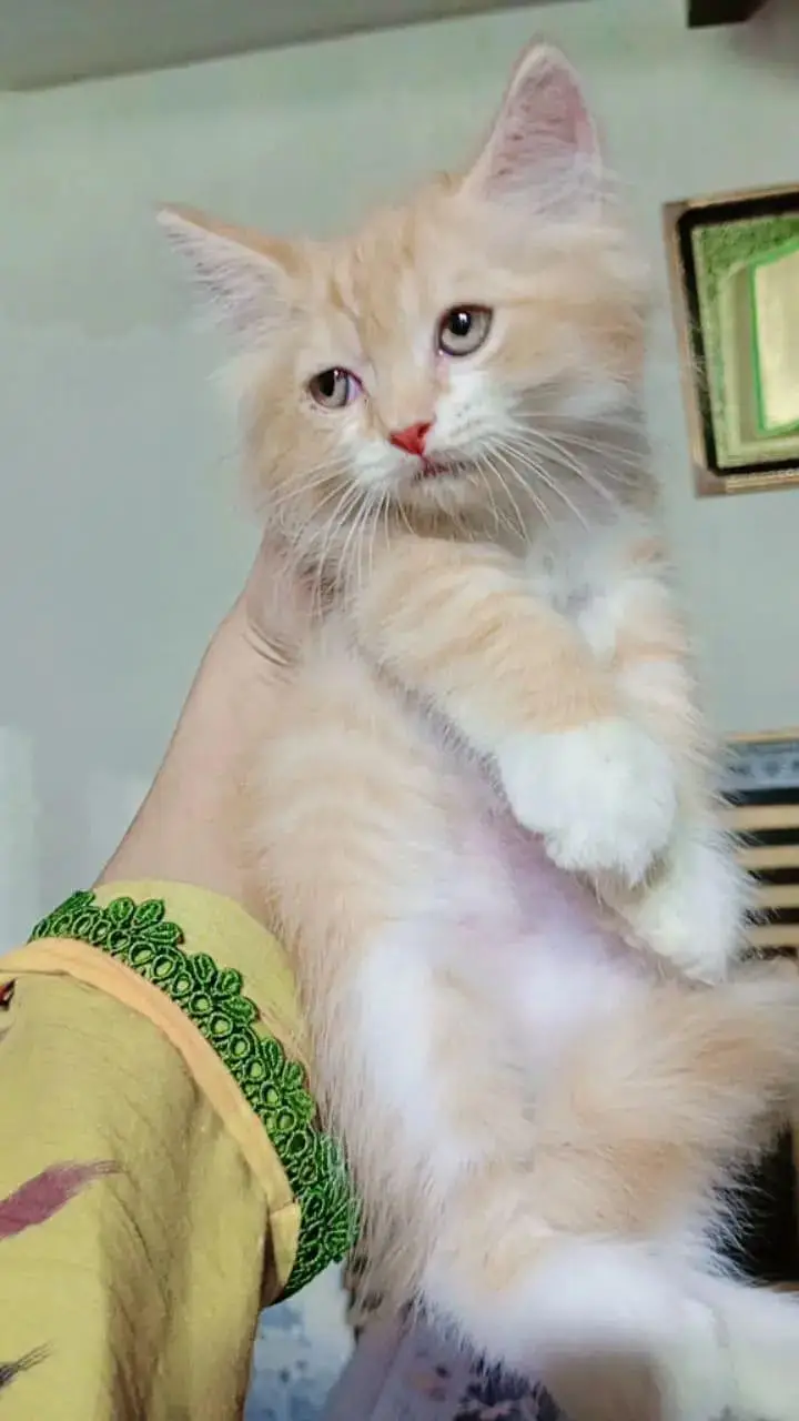 Persian kittens — photo 2