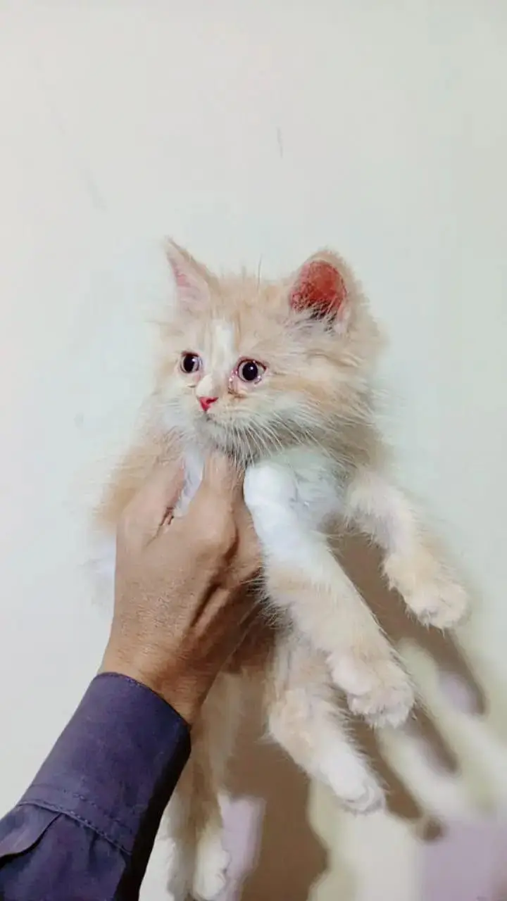 Persian kittens — photo 3