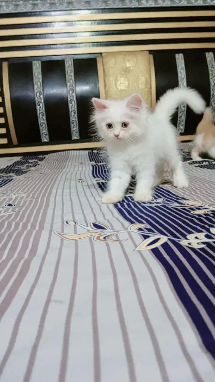 Persian kittens — photo 4