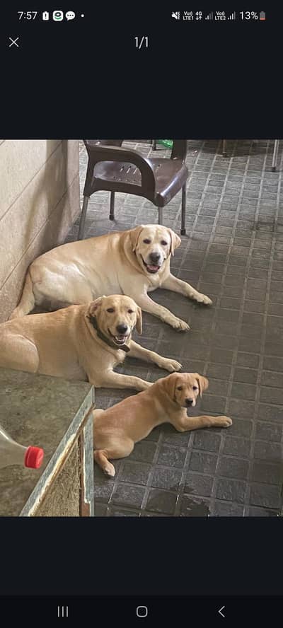 Labrador outclass Female 3 Month Old.