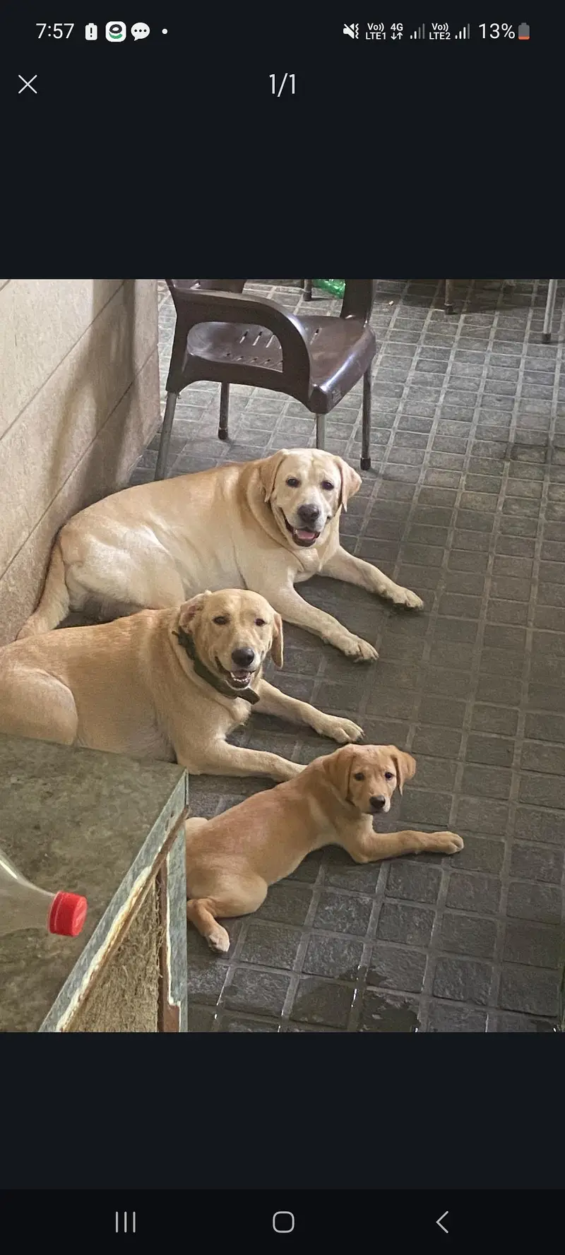 Labrador outclass Female 3 Month Old.