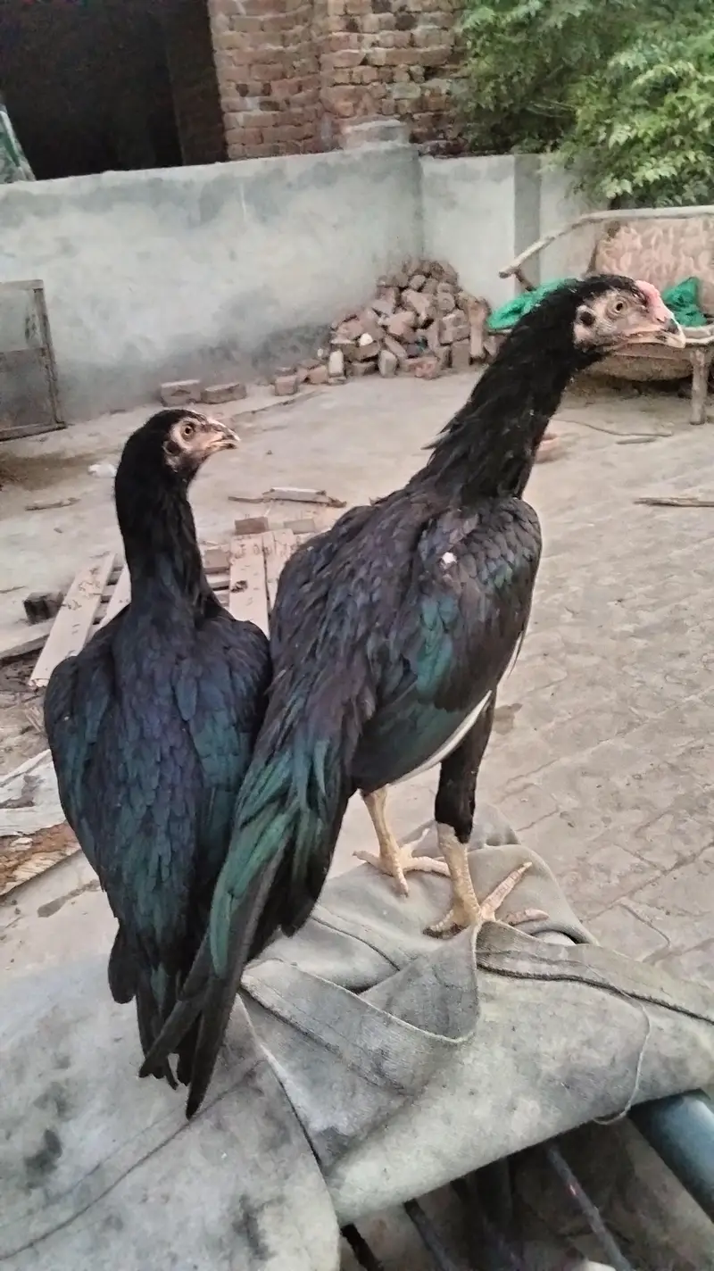 aseel black lasani pathy — photo 2
