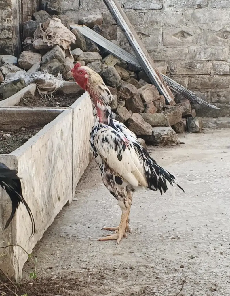 cheena aseel — photo 3