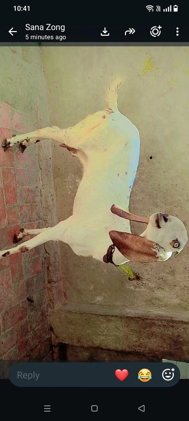 3 goats — photo 4