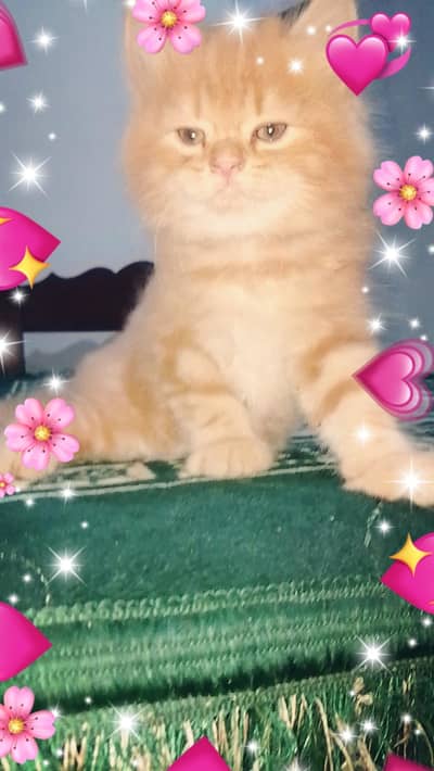 persian female kitten for sale