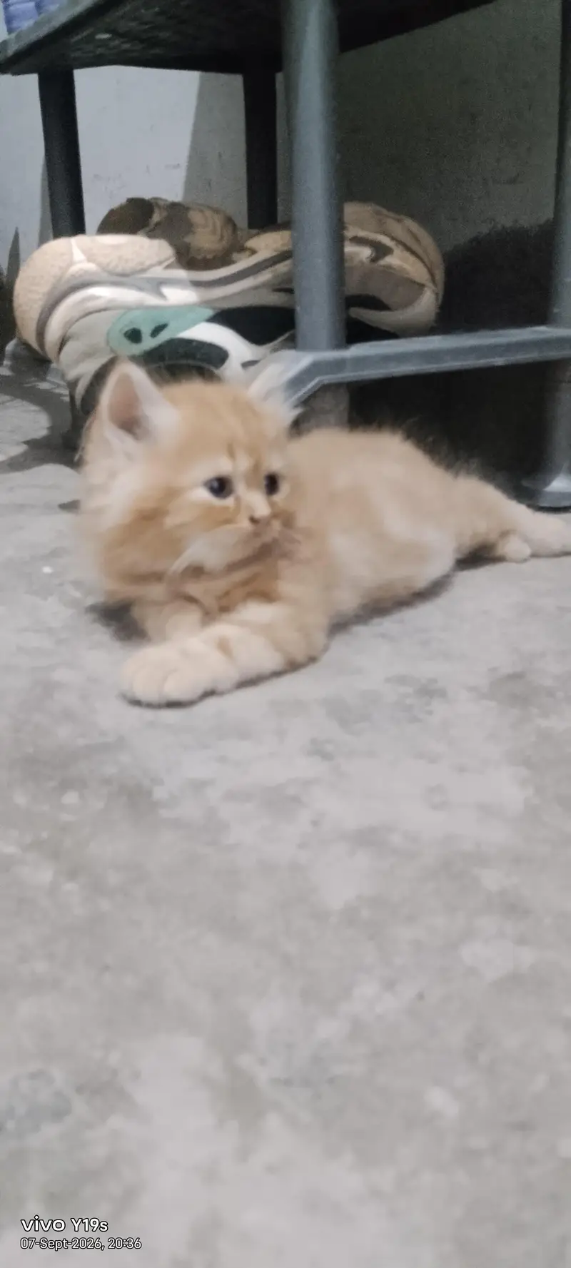persian female kitten for sale — photo 2