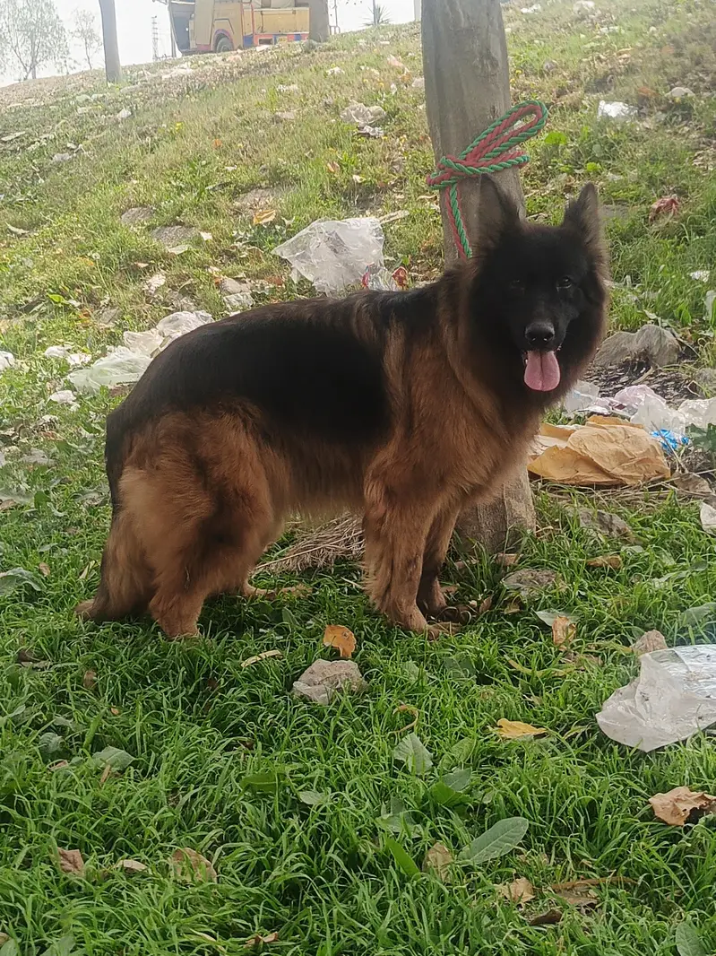 German Shepherd Female