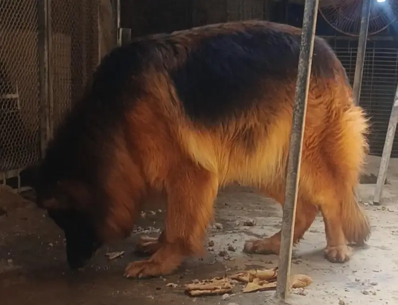 German Shepherd Female — photo 2