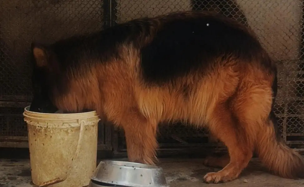 German Shepherd Female — photo 3