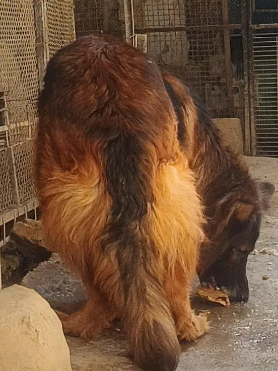 German Shepherd Female — photo 4