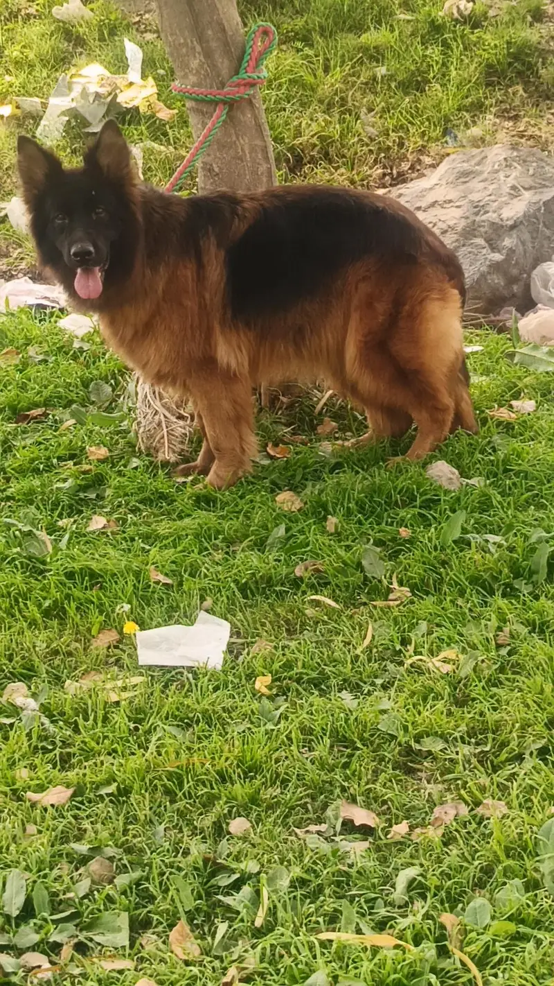 German Shepherd Female — photo 6