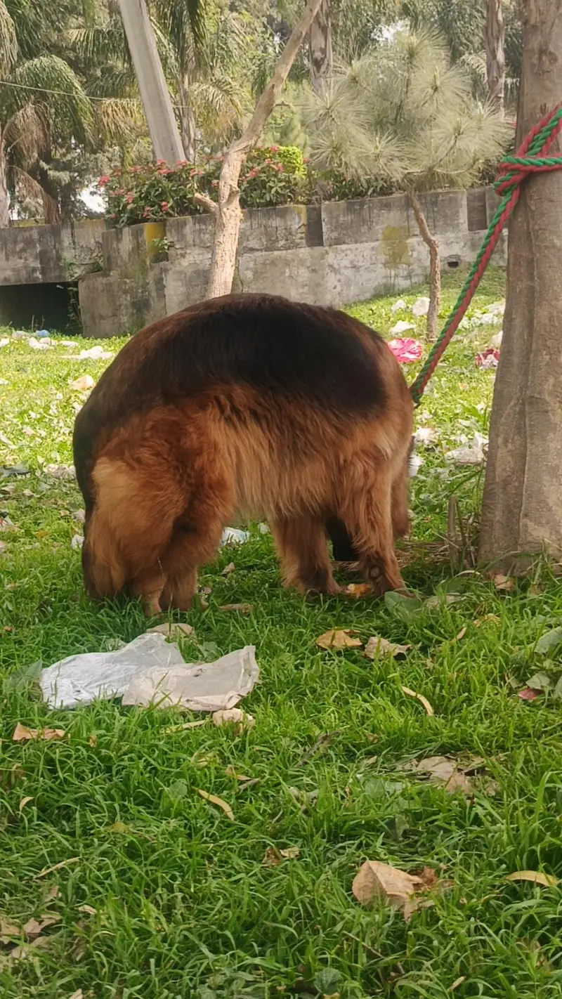 German Shepherd Female — photo 7