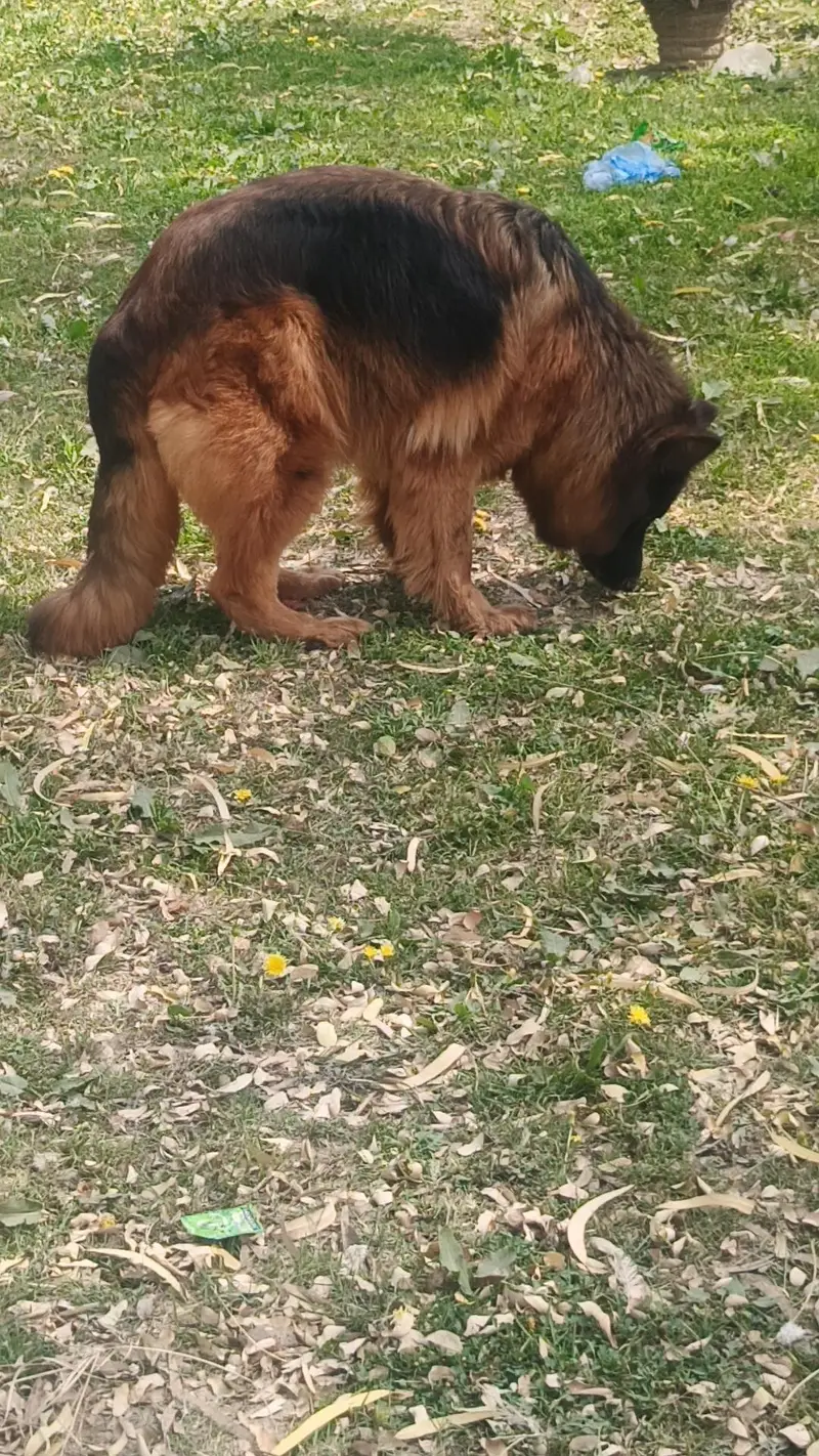 German Shepherd Female — photo 9