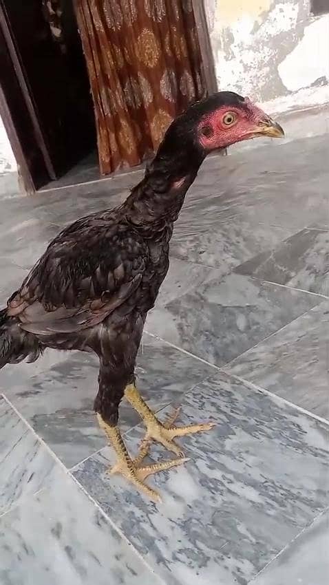 aseel aseel patha 1