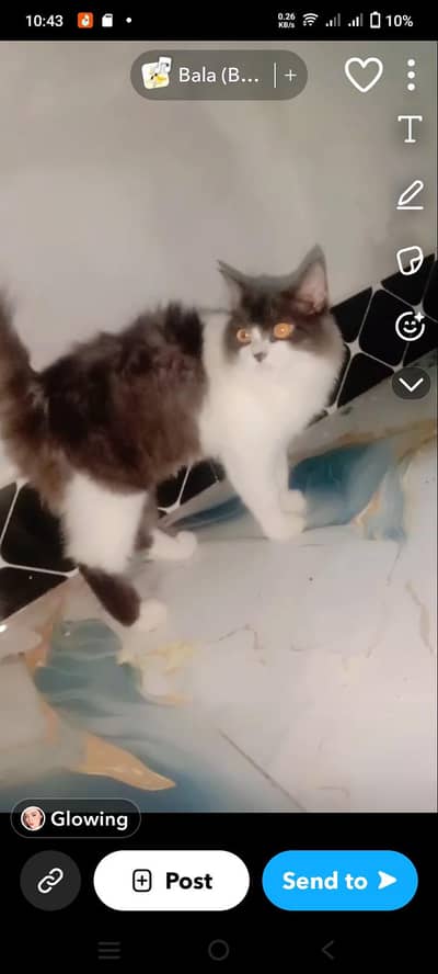pure person cat for sell