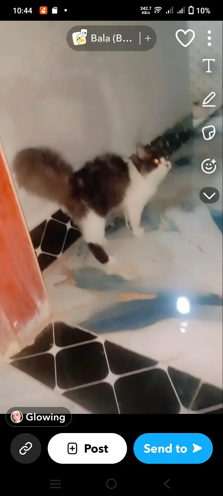 pure person cat for sell — photo 2
