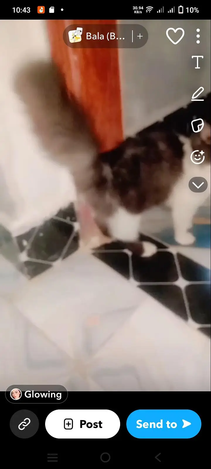 pure person cat for sell — photo 3