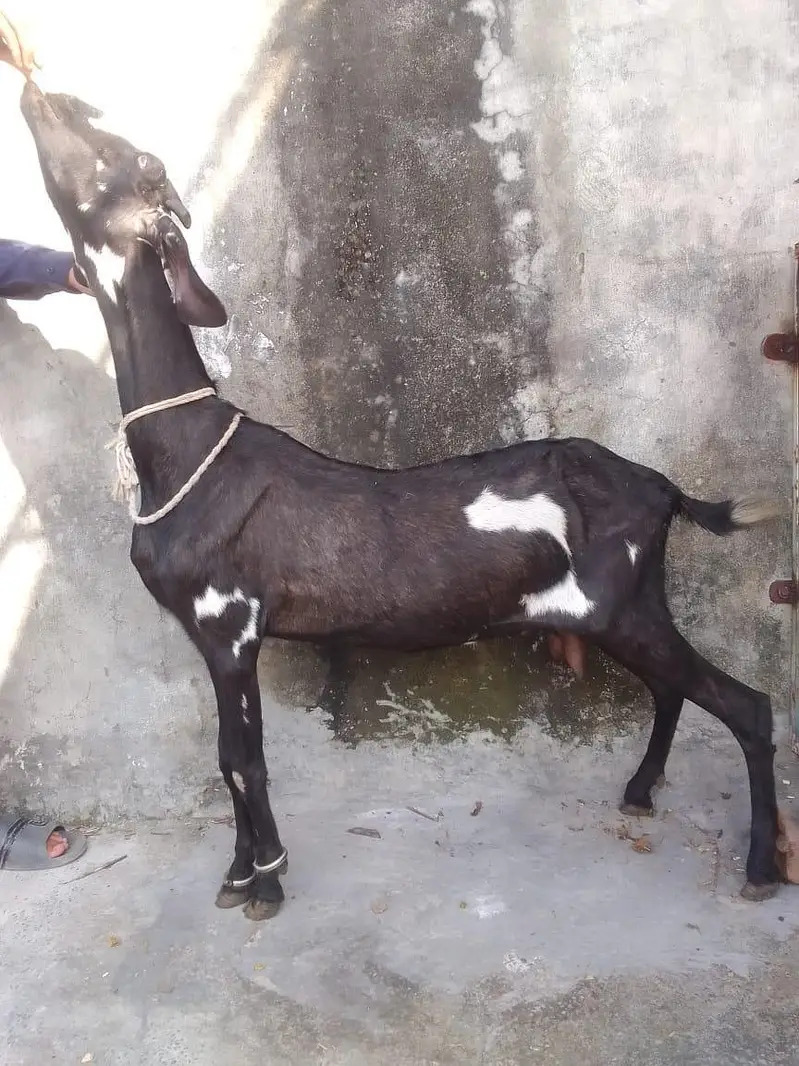 kras hoi ha 2 din saw deasi bettle beakri for sale
