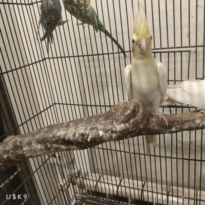 Common White Quality Cocktail — photo 2