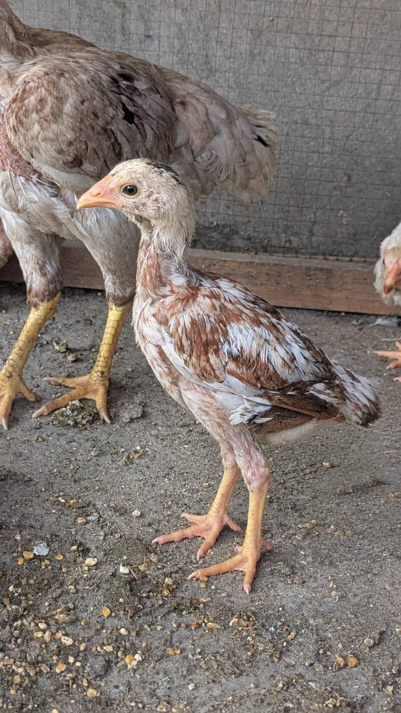 aseel chicks 0