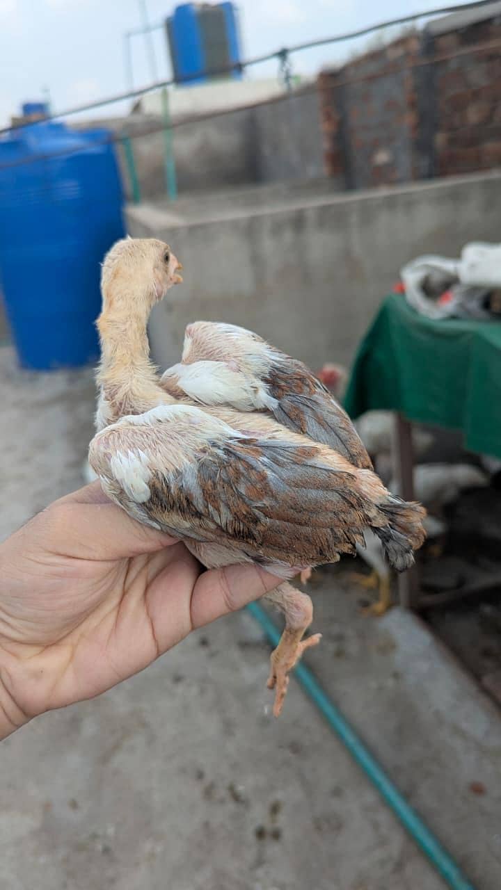 aseel chicks 1