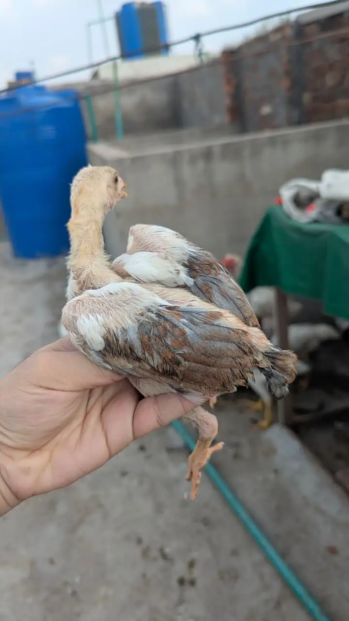 aseel chicks — photo 2