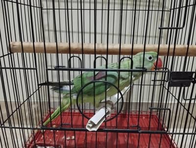 Pahari 08 Months for sale with cage