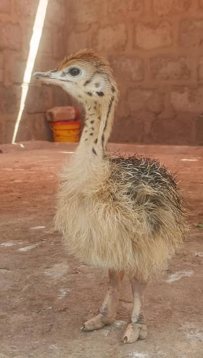 Ostrich chicks  |Ostrich | chicks for sale