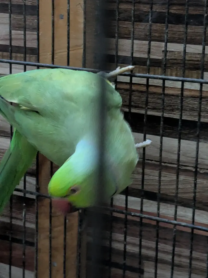Original Breed — photo 2