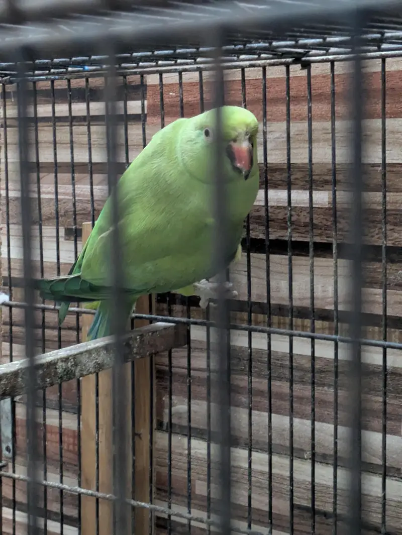 Original Breed — photo 3